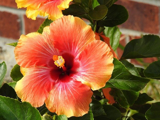 Многообразие цветов гибискуса