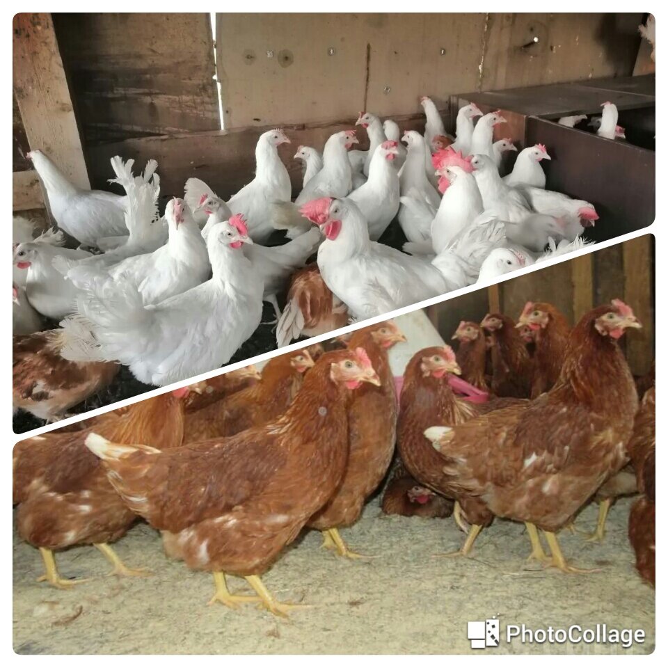 Фото с интернета 