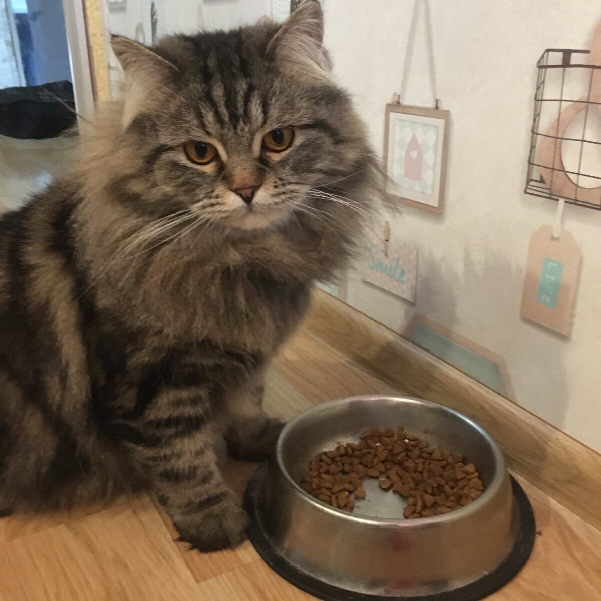 Сердито стоит у миски