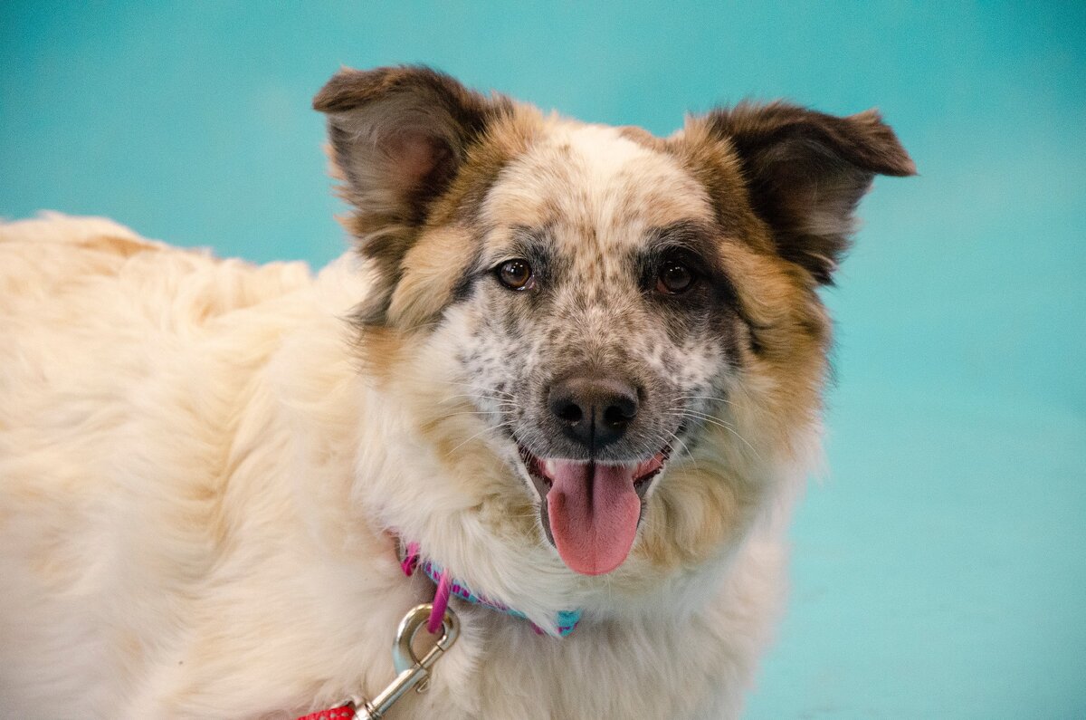 Собака медитация. Дзен про собак. Счастье это собаки дзен. Белая швейцарская овчарка эстетика. Будда собака.