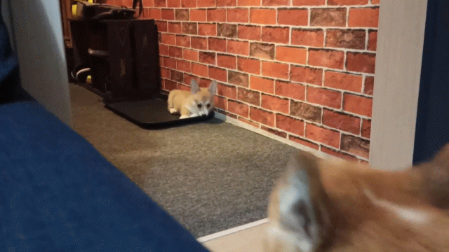 Первое знакомство и новое место для члена стаи)