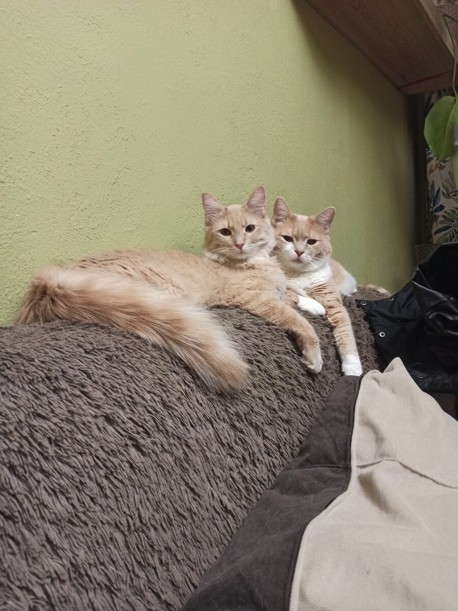 Пусюш и Тимоха#Кошки 