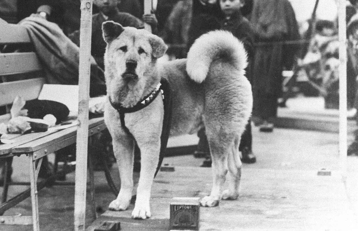 фото взято из: https://animaljournal.ru/article/istoriya_hatiko 