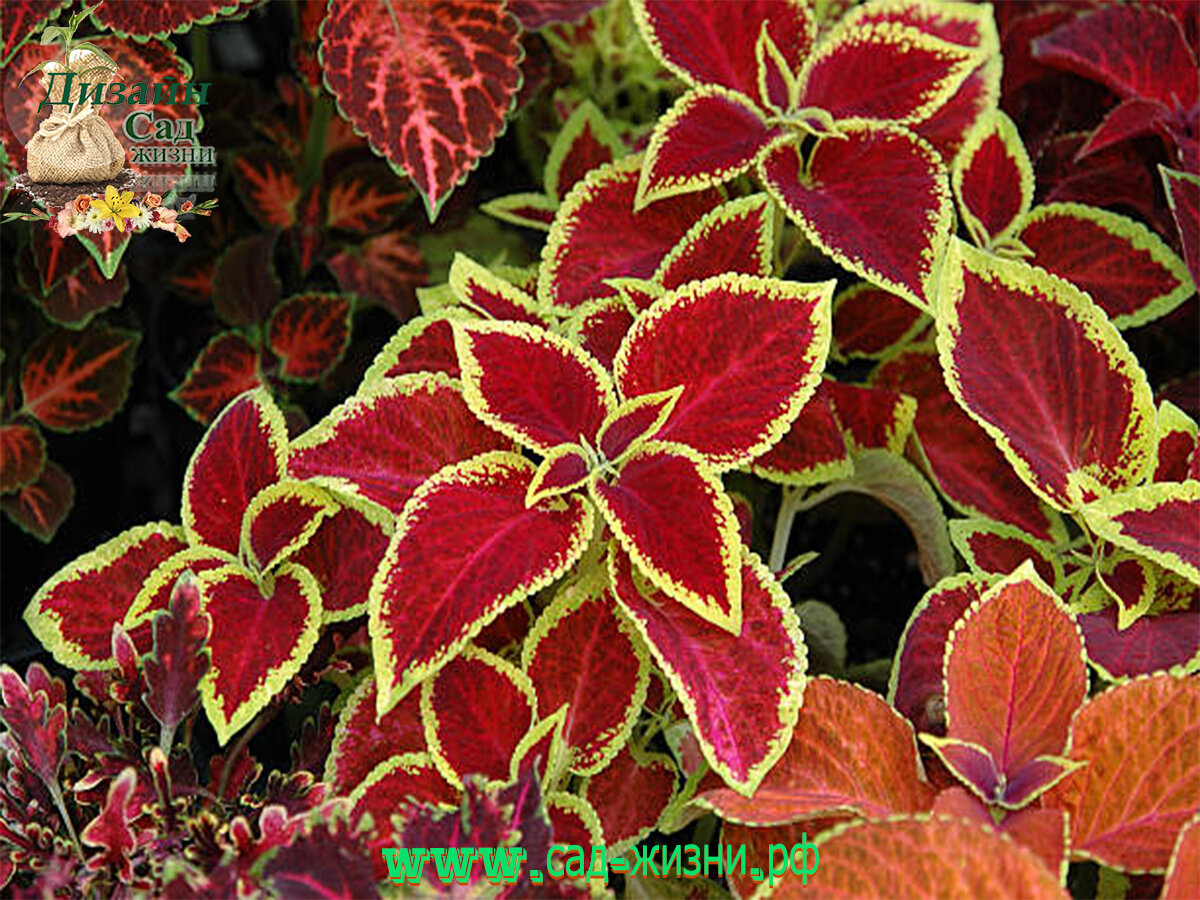 Колеус из семян