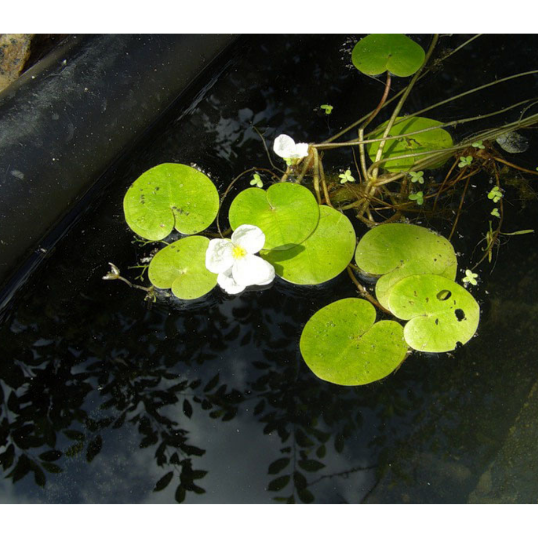 Как выглядит цветок водокрас. Водокрас Лягушачий. Водокрас обыкновенный. Растение Лягушачий водокрас. Водные растения водокрас.