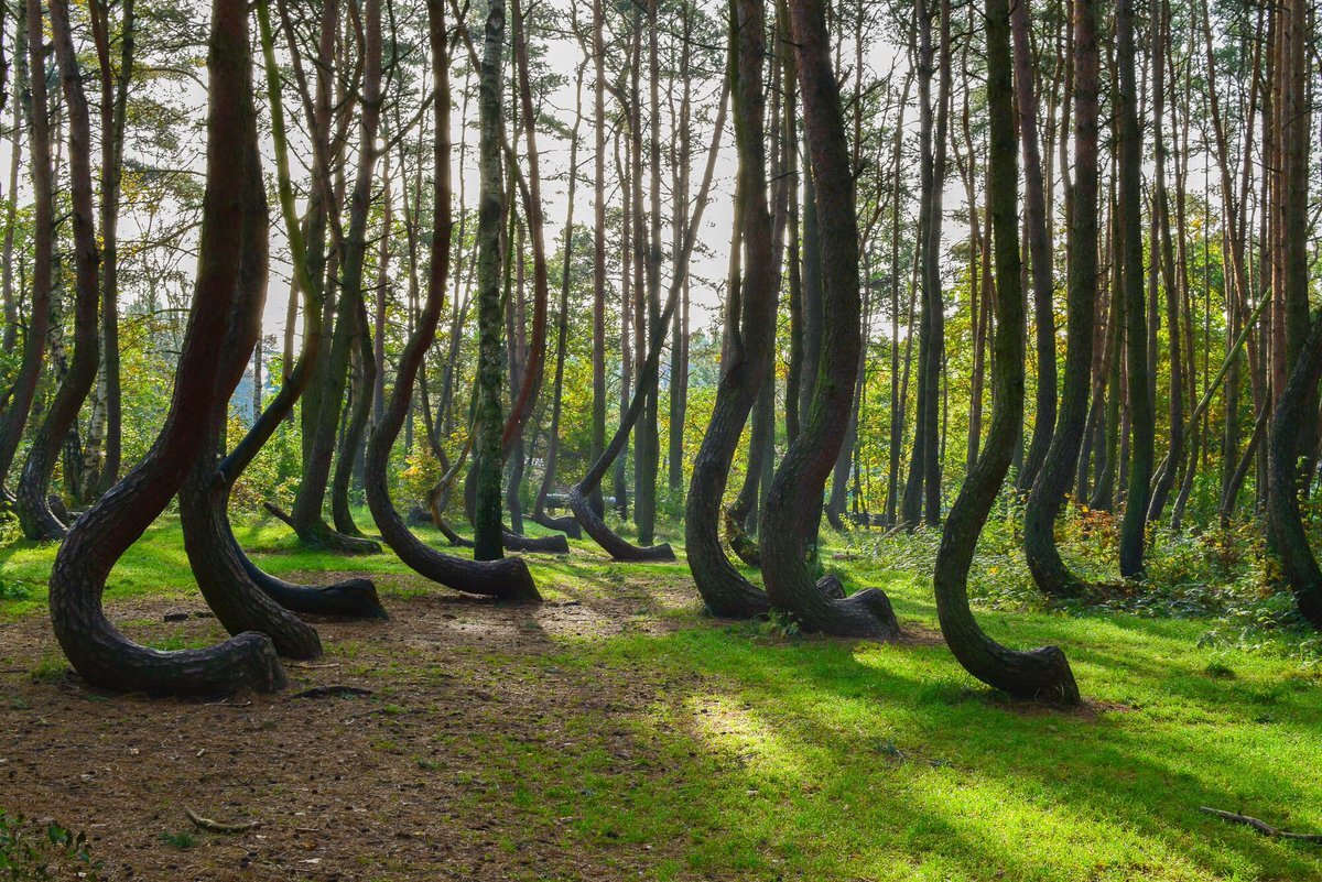 The Crooked Forest Польша