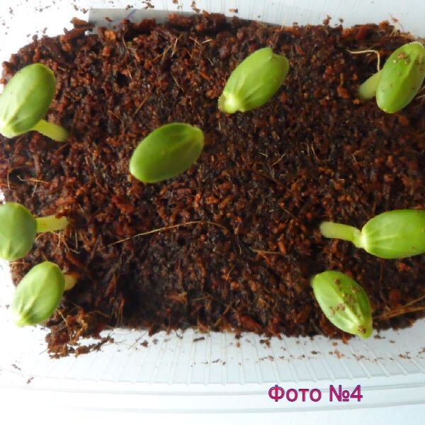 Дружные всходы арбузов.