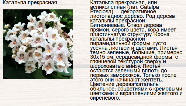 Катальпа прекрасная. Предложение местного питомника растений