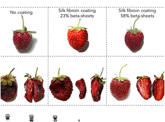 Покрытие из шелка помогло сохранить клубнику, которая хранилась в течение недели при 22 градусах Цельсия. Клубника без оболочки слева не очень хорошо себя чувствовала, но плоды с одним типом оболочки справа выглядят почти такими же свежими, как и семь дней назад. (Университет Тафтса)