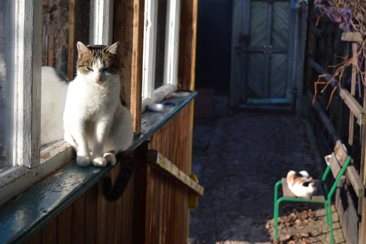 Наша Машка. Тут ей  4 года. Уже поспокойнее стала.