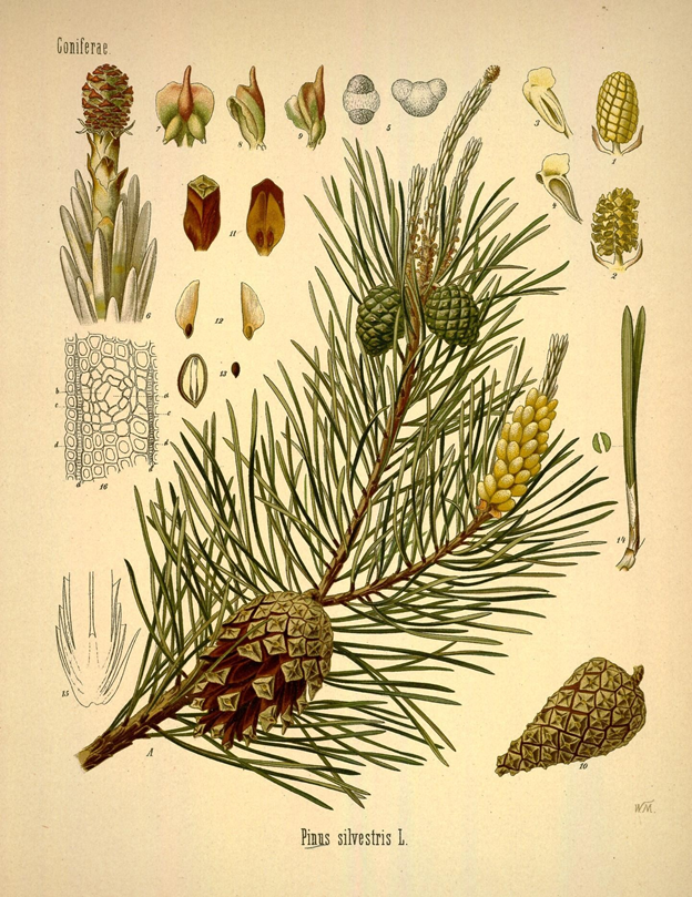 © Ботаническая иллюстрация из книги Köhler’s Medizinal-Pflanzen, 1887. Сосна обыкновенная