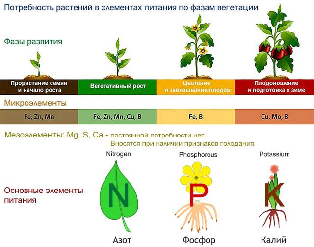 Что полезного в зале для растений