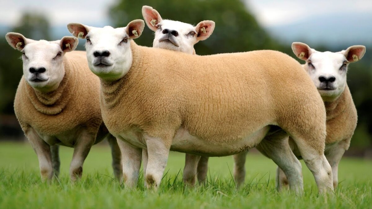Гемпширская порода овец: описание, характеристики, продуктивность, особенности содержания и разведения, отзывы