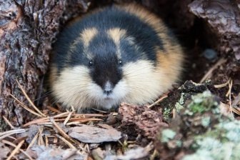 Фото из источника: Planet Today