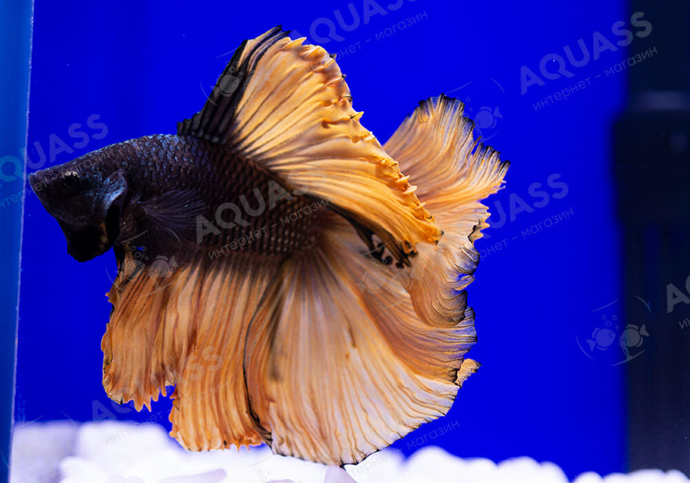 Петушок Халф Мун двухвостый черное золото самец