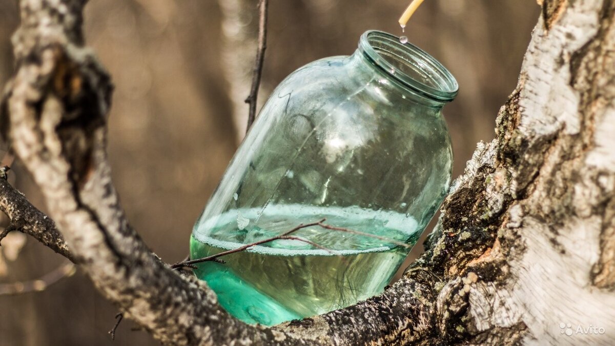 Свежий березовый сок, что называется, прямо из-под березы