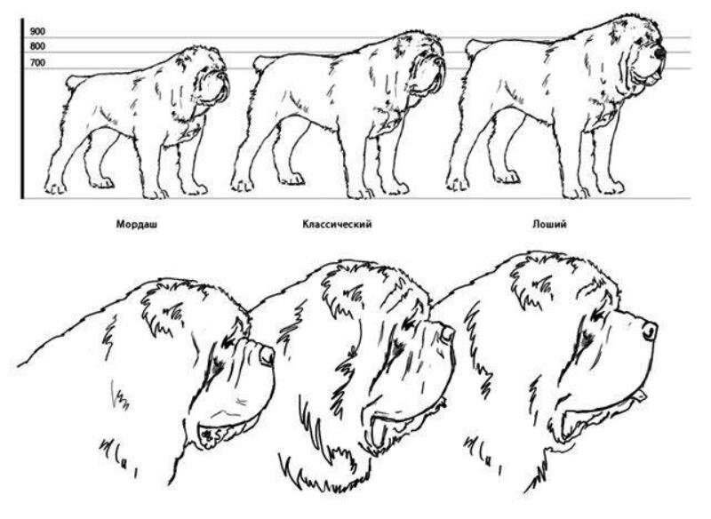 разновидности меделянской породы собак