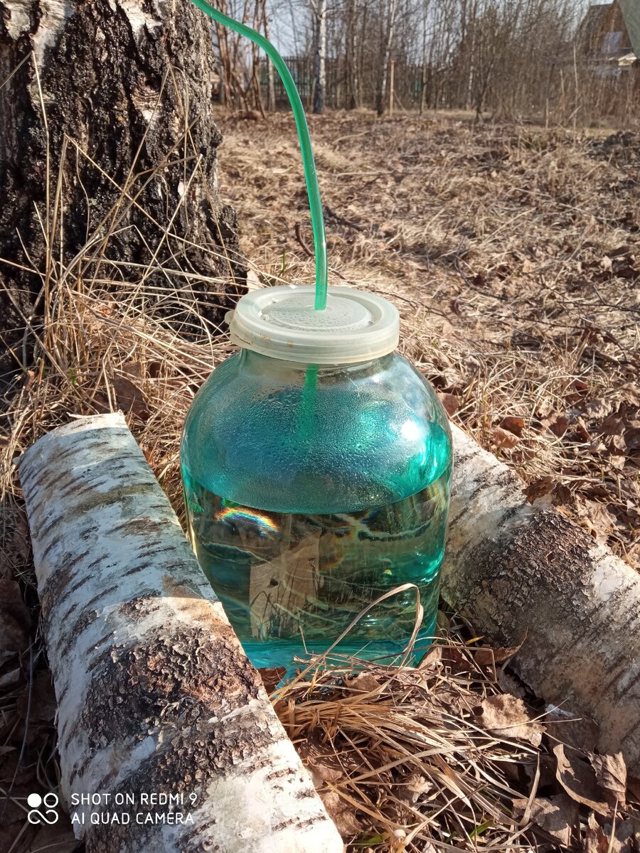 Я в весеннем лесу пил берёзовый сок...