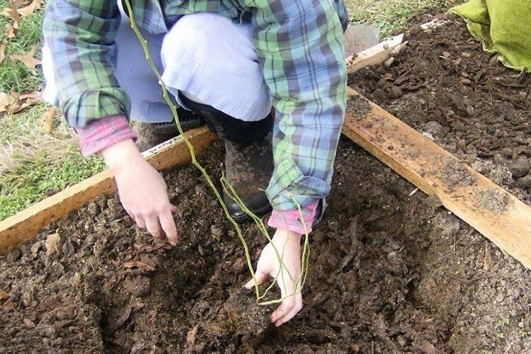 Время посадки голубики осенью зависит от региона и климата