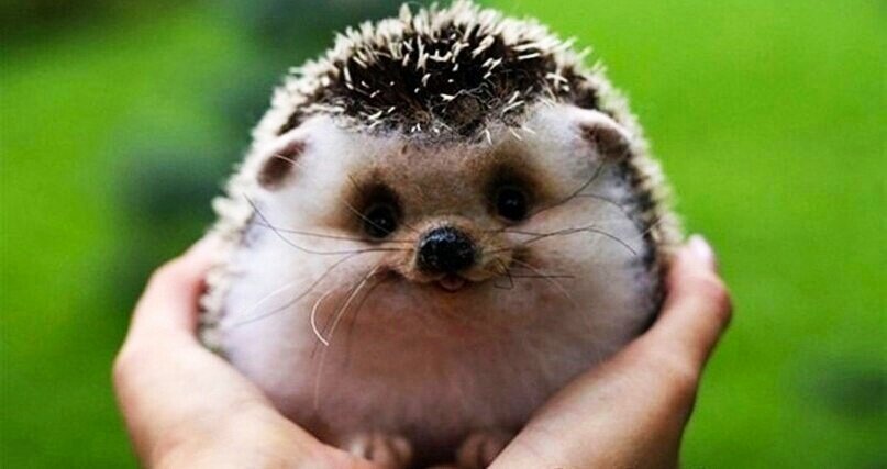 Как мы ёжика приютили. Фото из свободных ресурсов интернетсети.