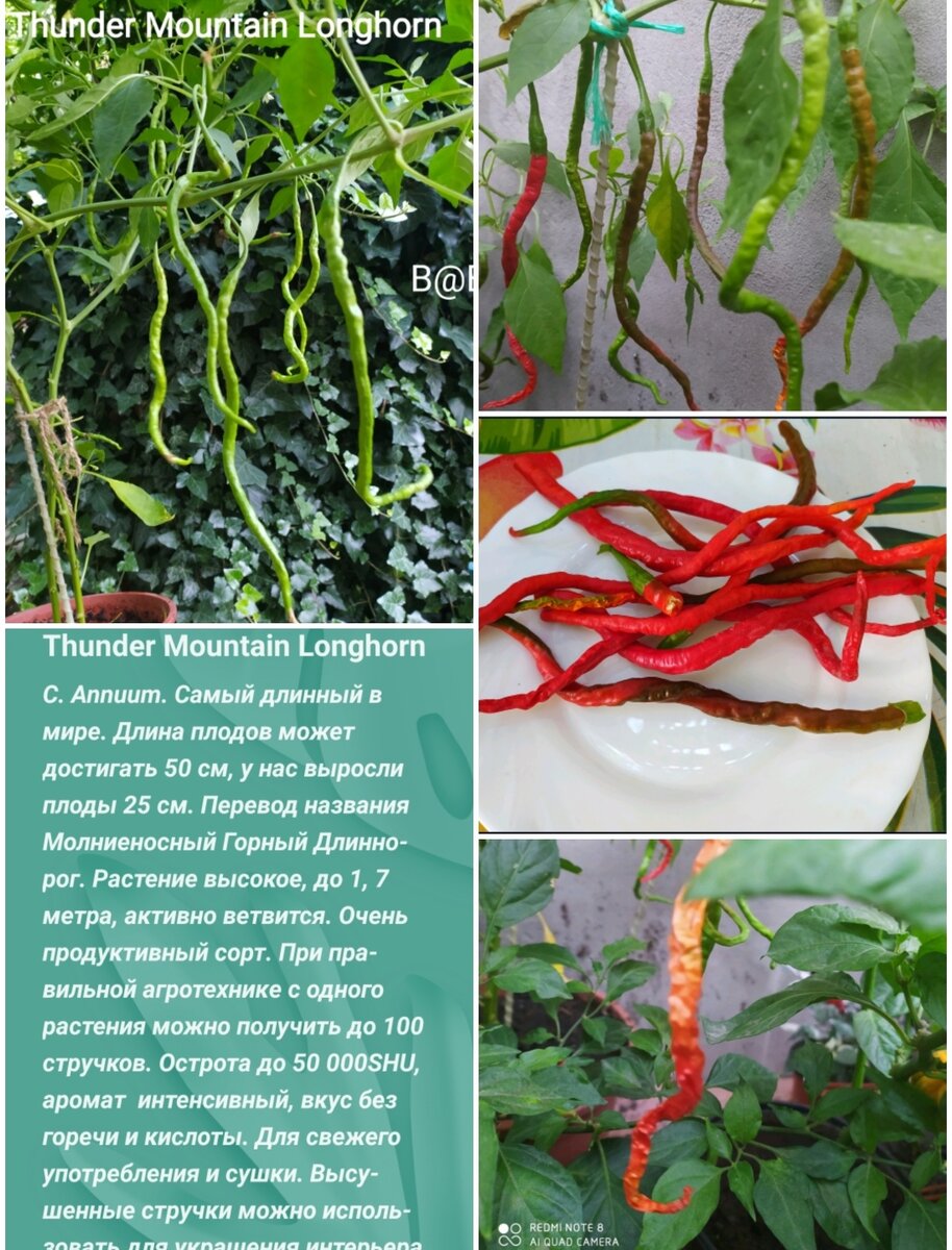 Тандер перец острый. Перец thunder mountain. Long horn перец сорт. Thunder mountain longhorn перец острый семена. Острый перец тандер маунтин лонгхорн.