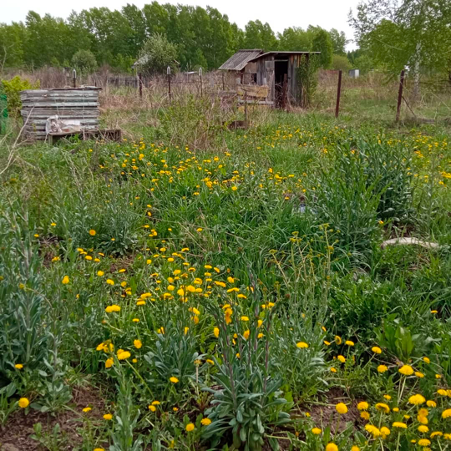 заросший участок