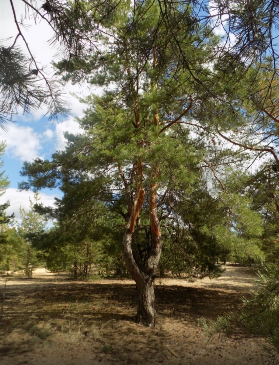 Рязань, Фефёлов бор