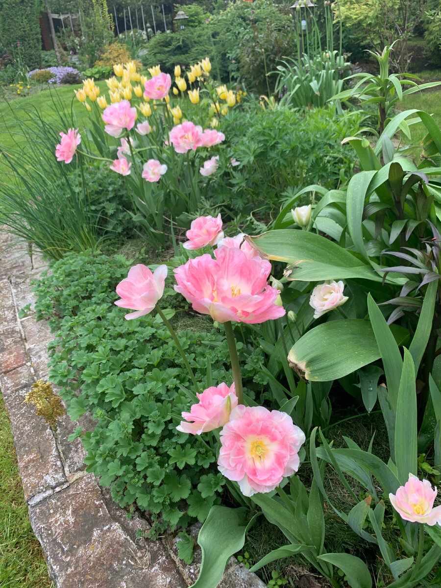 тюльпан розовый Angelique