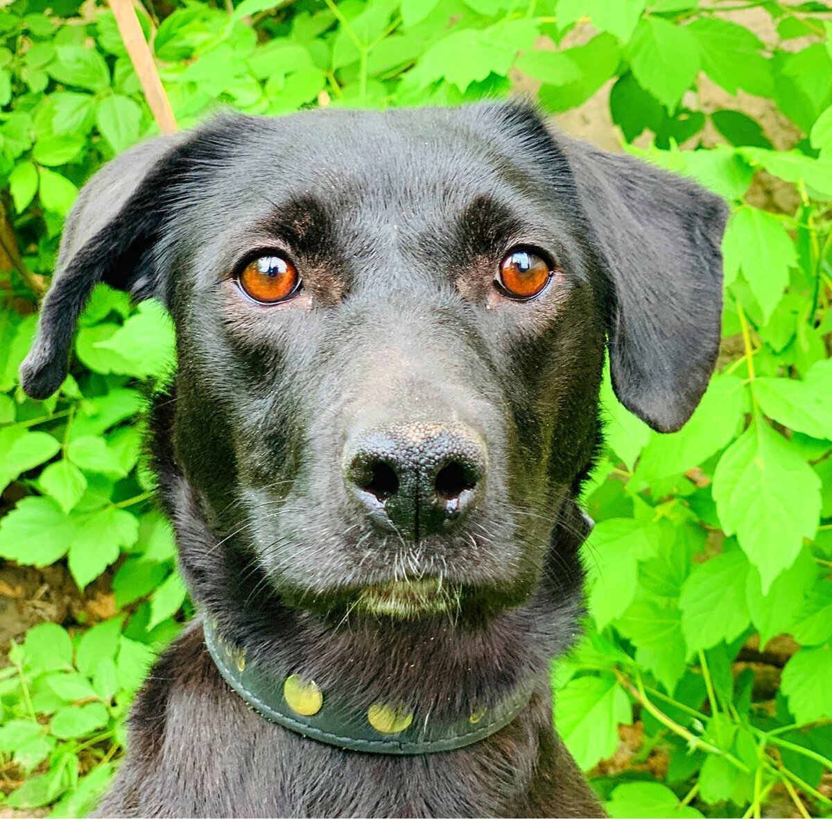 Дора в приюте ОХ спустя два года