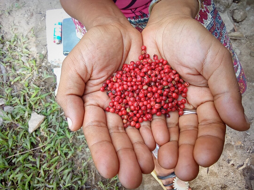 Если этот перец рвать руками, то будет так.