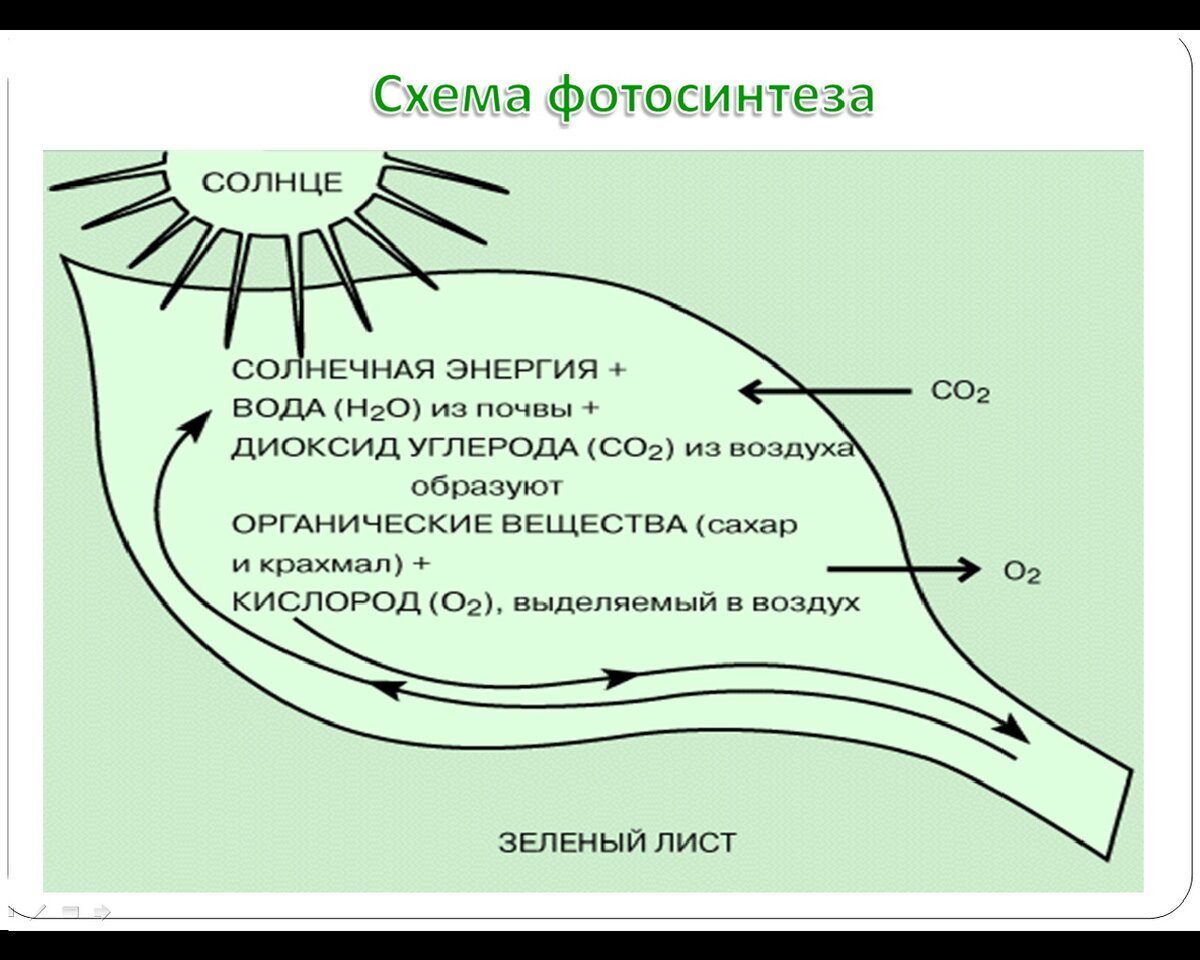 Схема дыхания фотосинтеза