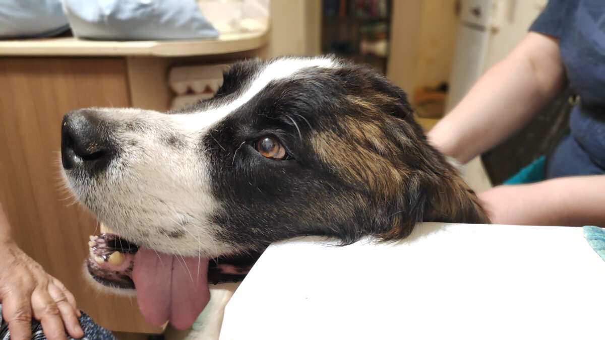 К собаке вернулся аппетит! Тут она активно выпрашивает что-нибудь со стола 