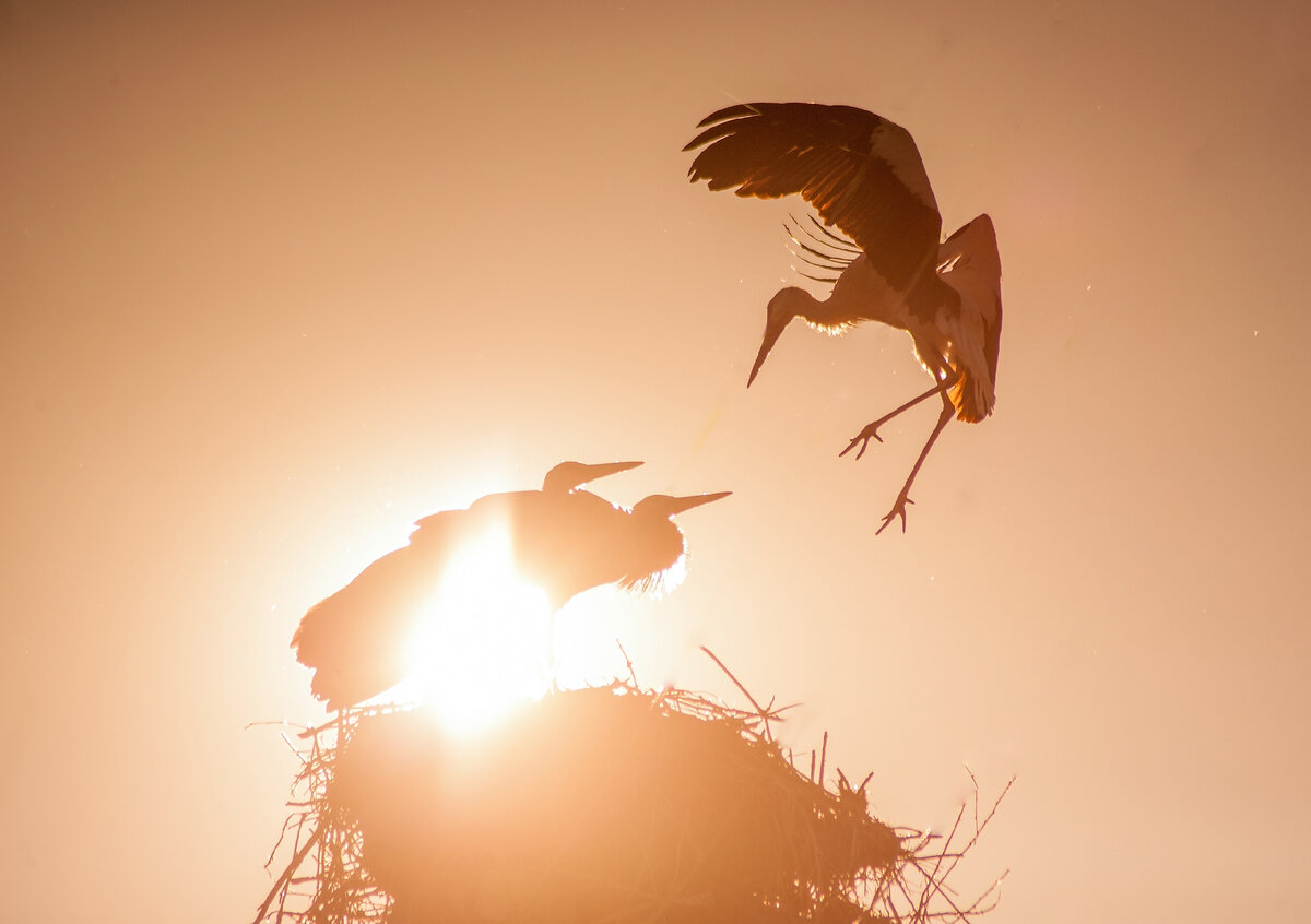 Сегодня с утра приехал проведать аистов на ул. Шолохова, птенцов четверо, уже трое летают, полеты не уверенные , похожи на маленьких детей, в полете их шатает, ноги не всегда выпрямляют, летают не далеко от гнезда, 3-5 минут. 