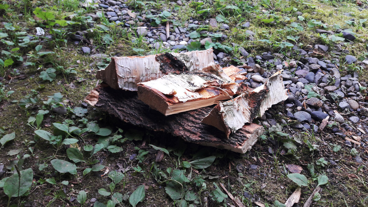 Последние запасы дров