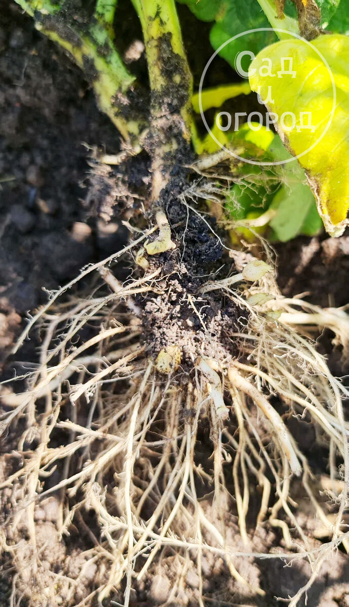 Корневая система у выкопанного куста меня очень порадовала