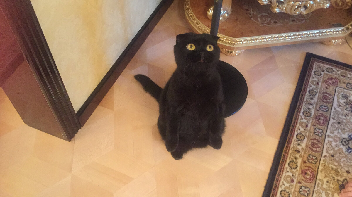 Чёрные кошки издавна считались спутниками магов. Магические свойства кошек других окрасов.