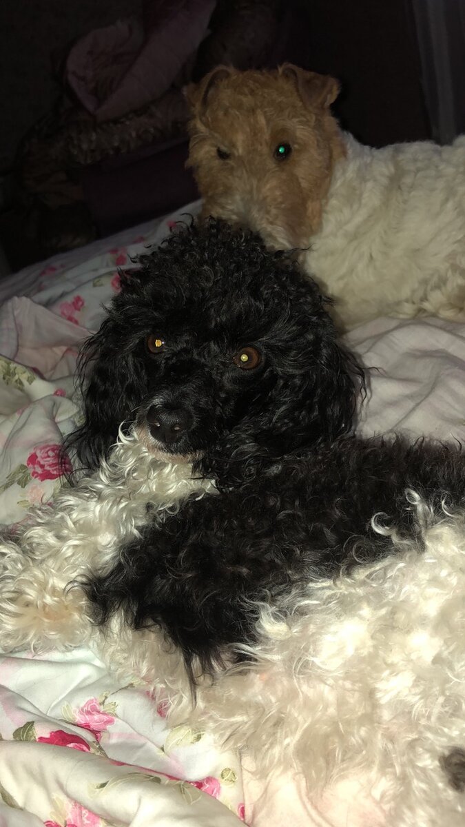 Мои красотки устроились на кровати с комфортом (личное фото)