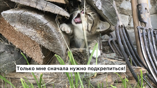 Котёнок без имени, но с большим сердцем. Наш новый временный друг