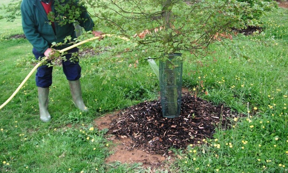 Осенний полив растений. Фотография взята из источника ogorod-bez-hlopot.ru