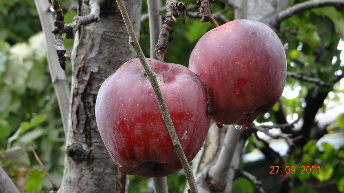 Осенние яблочки в своем саду. Природа всегда накормит.