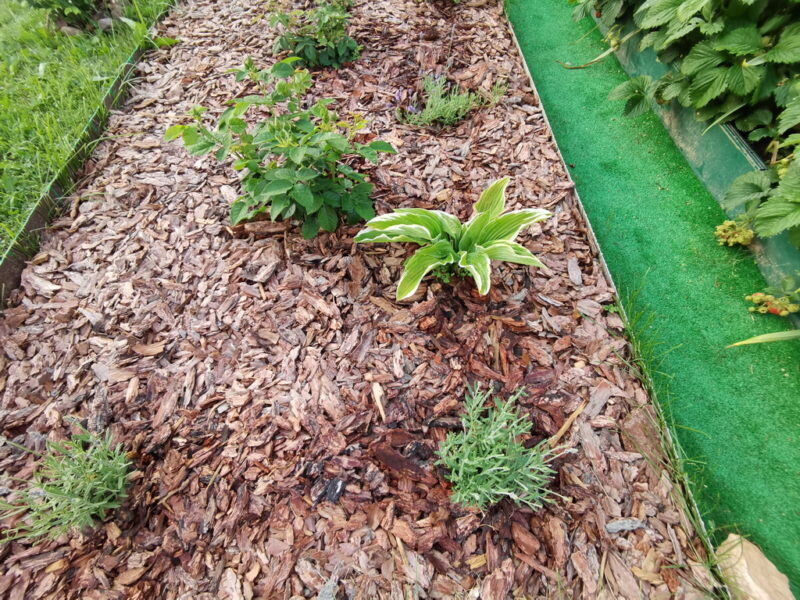 Место для посадки хосты