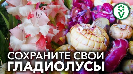 Гладиолусы от выкопки до посадки. Сохранение клубнелуковиц зимой.