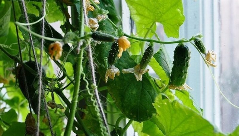 Огурцы на окне. Иллюстрация для статьи используется с сайта mir-ogorodnikov.ru