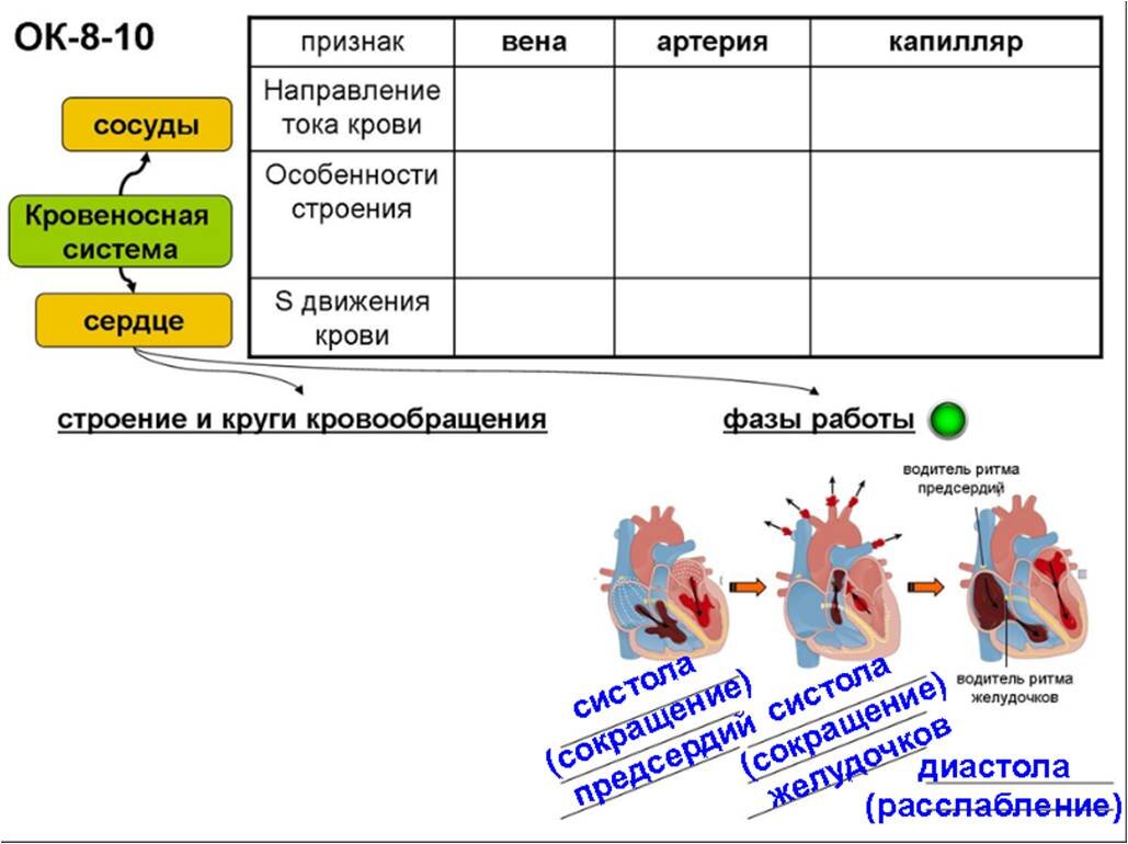 Строение сердца и круги кровообращения. Понятная схема для урока биологии в 8  классе | Елена Сова: пуд соли в школе | Дзен