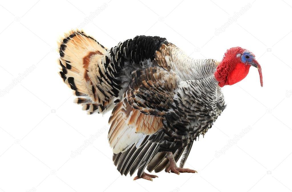 Картинка взята с просторов интернета в свободном доступе