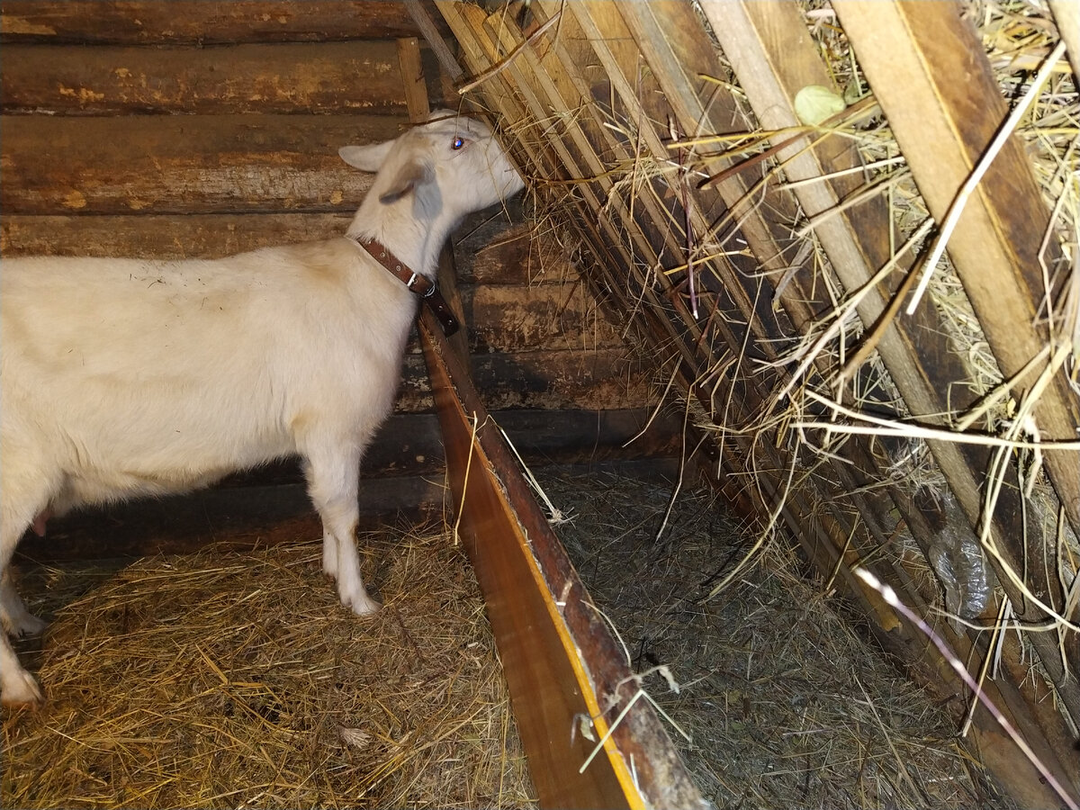 Поилки для коз ᐅ Купить поилки для овец | Ukrferma