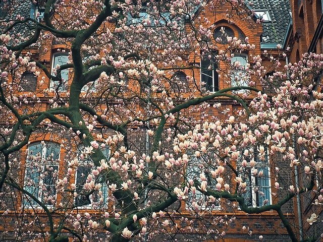 https://cdn.pixabay.com/photo/2016/04/07/18/34/magnolia-1314398_640.jpg