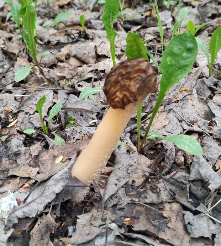 Шапочка
