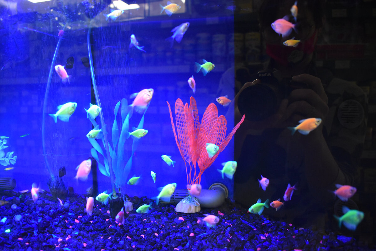 Рыбки - тернеции. Фото аквастойки в магазине «Сами с усами» по адресу ТЦ «Наш», МКАД, 47-й километр, с20, (1 этаж)