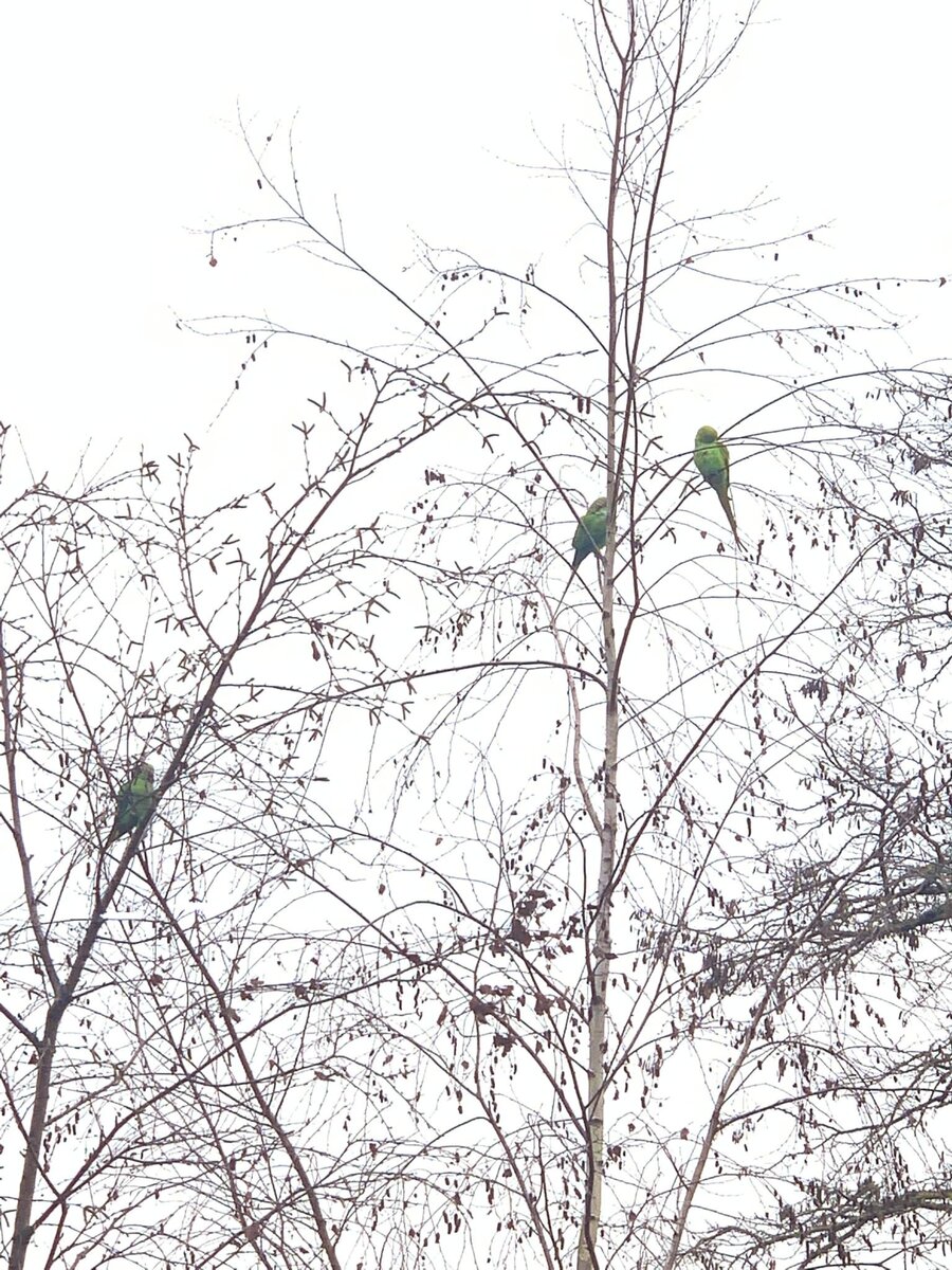 Попугаи на деревьях, фото 23 января 2022 г.